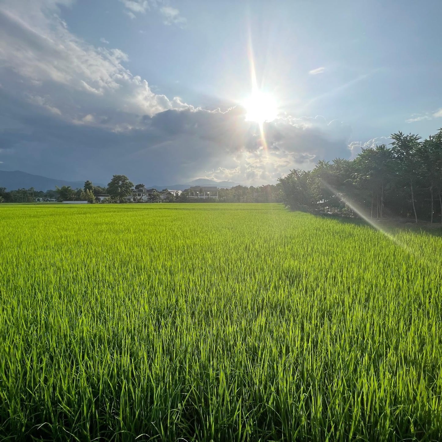 2026 Northern Roots - Chiang Mai (UK School Holiday) Oct 25 - Nov 2