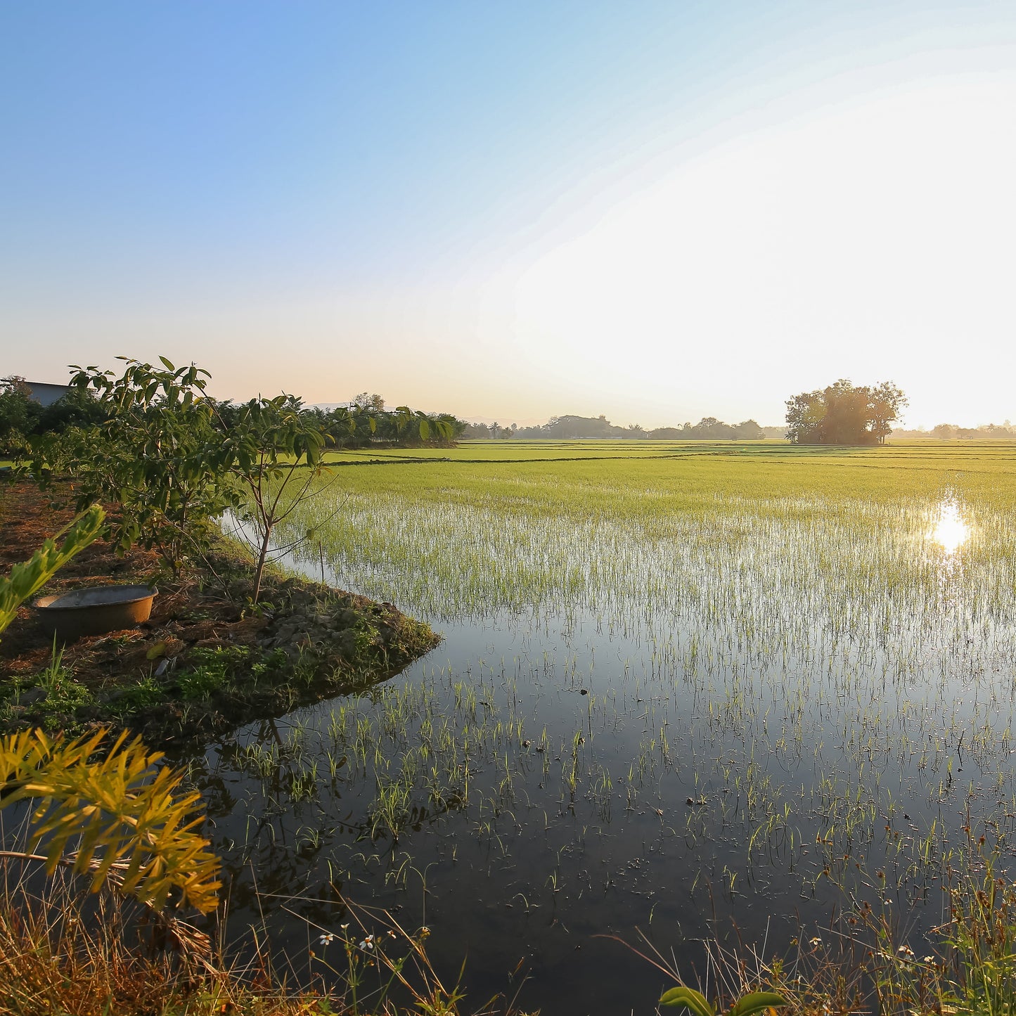 2026 Northern Roots - Chiang Mai (UK School Holiday) Oct 25 - Nov 2