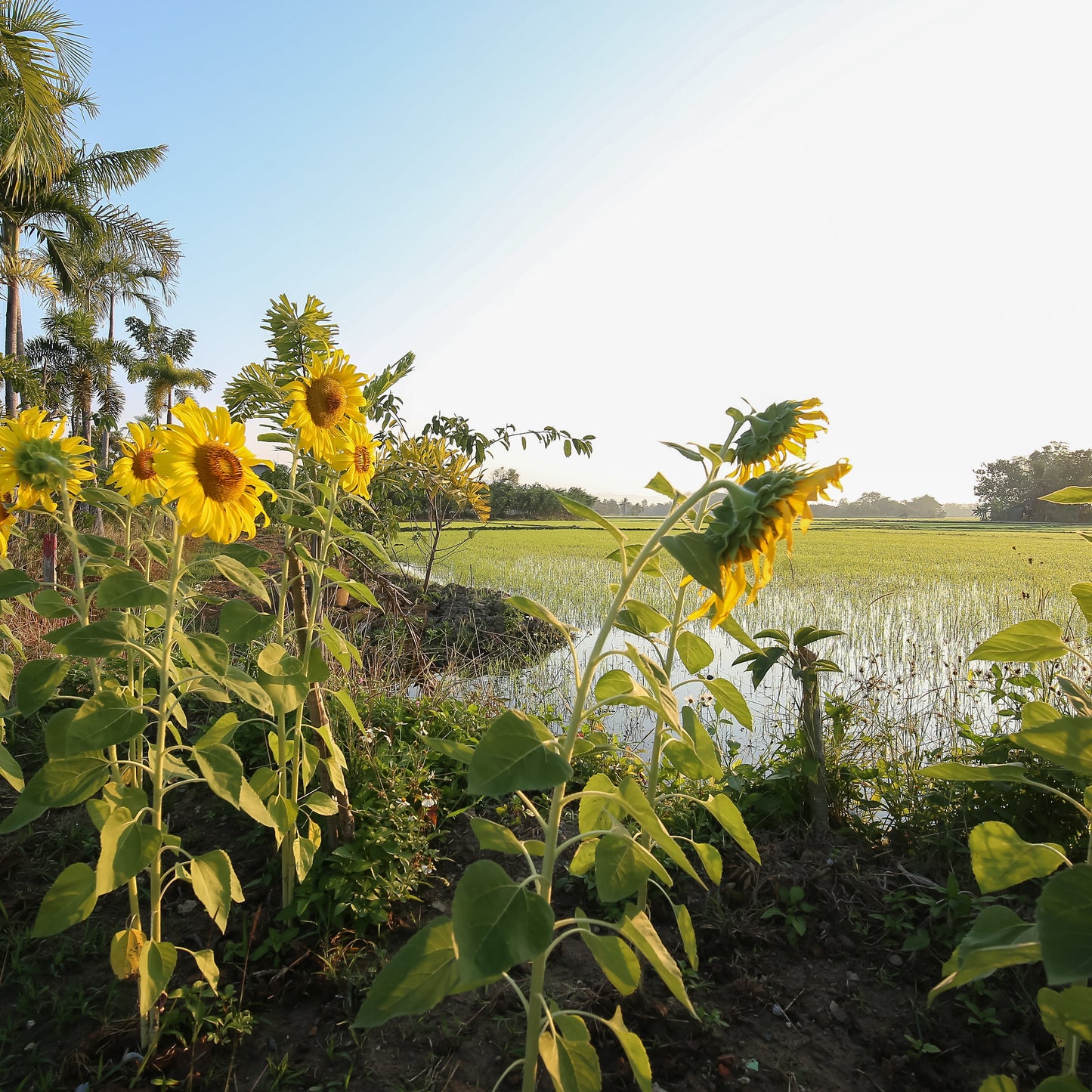 2026 Northern Roots - Chiang Mai (UK School Holiday) Oct 25 - Nov 2
